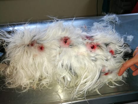 Dog with bloody bite marks from another dog on a table in a veterinary clinic.