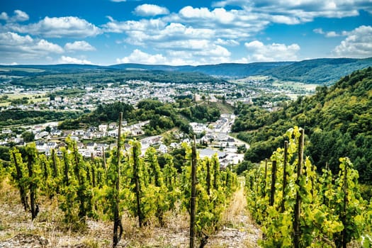 View of the Moselle valley near Traben-Trarbach with vines in the foreground on a summer's day