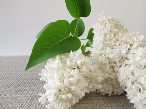 A bouquet of white lilac