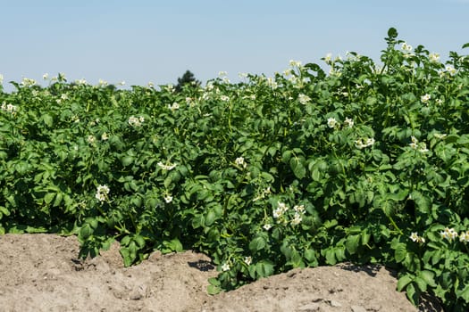 Potato field in bloom,agricultural cultivation of vegetables