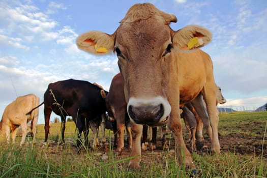 Young dairy cows in the pasture. Wide-angle view of young cows