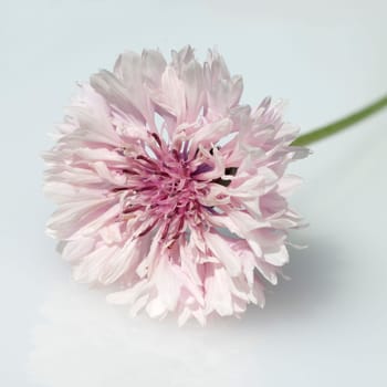 Kornblume  Centaurea  cyanus  Ackerpflanzen