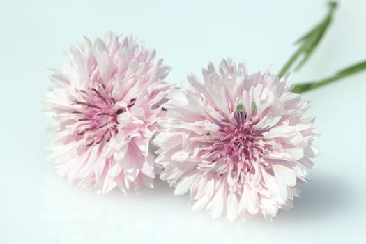 Kornblume  Centaurea  cyanus  Ackerpflanzen