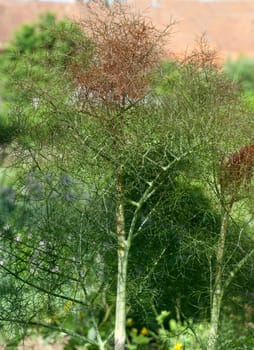 bronze-fenchel, foeniculum, vulgare, purpureum