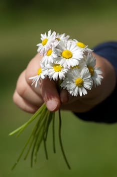 gaenseblumenstraesschen, hand, Bellis  Perennis