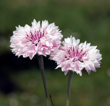Kornblume  Centaurea  cyanus  Ackerpflanzen