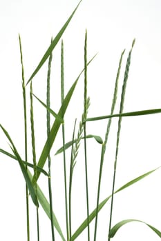 Quecke, Agropyron, repens
