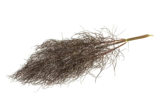 bronze-fenchel, foeniculum, vulgare, purpureum