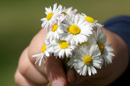 gaenseblumenstraesschen, hand, Bellis  Perennis