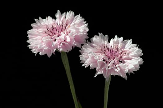 Kornblume  Centaurea  cyanus  Ackerpflanzen