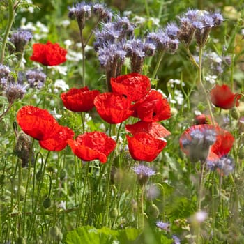 Blumenwiese, Klatschmohn, Wiesenblumen
