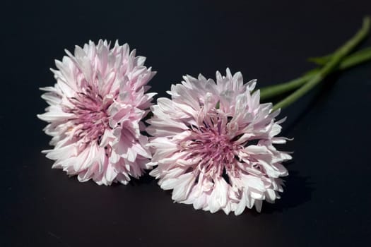 Kornblume  Centaurea  cyanus  Ackerpflanzen