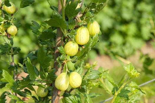 Gooseberry  Ribes  uva-crispa  Shrub
