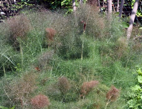bronze-fenchel, foeniculum, vulgare, purpureum