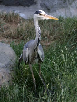 Grey heron