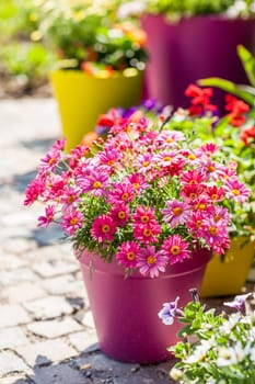 Outdoor flower pots for small garden, patio or terrace