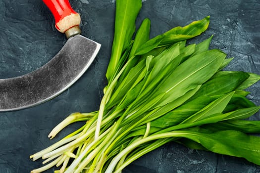 Fragrant fresh wild garlic, as a spice for meat, fish and vegetable dishes. Homeopathic herbs
