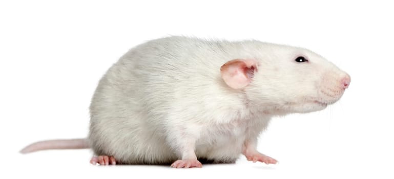 Side view of rat, 1 year old, in front of white background