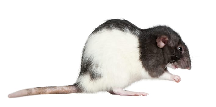 Side view of rat, 1 year old, in front of white background