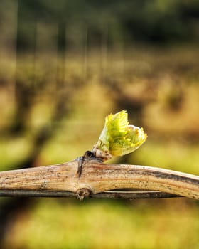 Young inflorescence of the vine. Close-up of the buds and young leaves in the branches of a vineyard in Sardinia, Italy. Traditional agriculture.