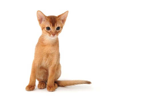 Abyssinian red kitten on a white isolated background. High quality photo