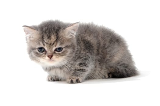 a small fluffy kitten on a white isolated background. High quality photo