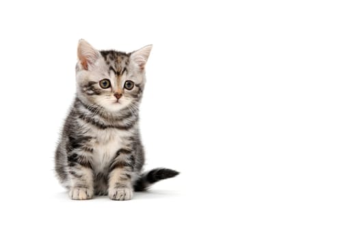 Fluffy purebred gray kitten on a white isolated background. High quality photo