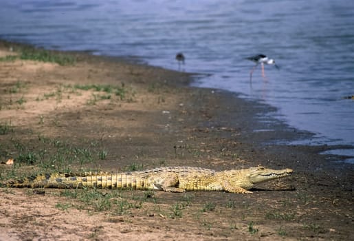 Nile Crocodile (Crocodylus niloticus), Selous Game Reserve, Morogoro, Tanzania, Africa