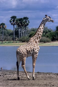 Giraffe (Giraffa camelopardalis), Selous Game Reserve, Morogoro, Tanzania, Africa