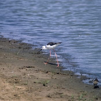 Blackwinged Stilt (Himantopus himantopus), Selous Game Reserve, Morogoro, Tanzania, Africa.