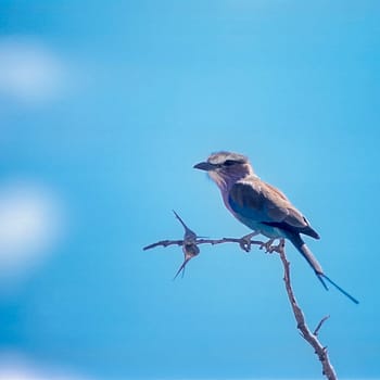 Lilacbreasted Roller (Coracias caudata), Selous Game Reserve, Morogoro, Tanzania, Africa