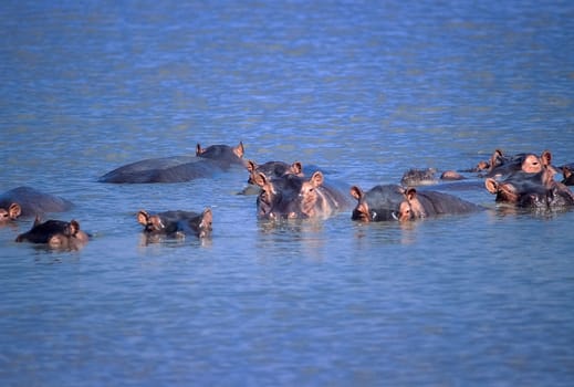 Hippopotamus (Hippopotamus amphibius), Selous Game Reserve, Morogoro, Tanzania, Africa