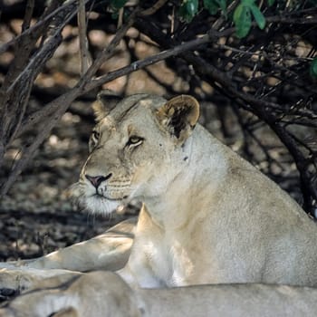 Lion (Panthera leo), Selous Game Reserve, Morogoro, Tanzania, Africa