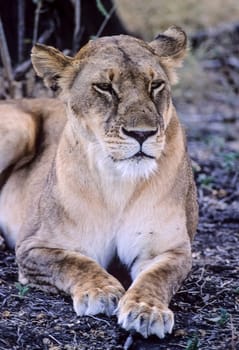 Lion (Panthera leo), Selous Game Reserve, Morogoro, Tanzania, Africa