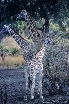 Giraffe (Giraffa camelopardalis), Selous Game Reserve, Morogoro, Tanzania, Africa