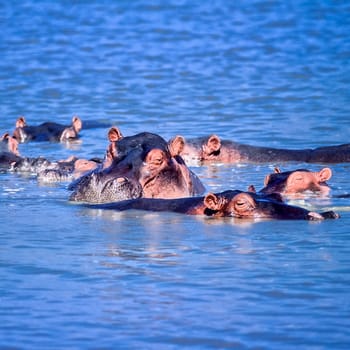 Hippopotamus (Hippopotamus amphibius), Selous Game Reserve, Morogoro, Tanzania, Africa