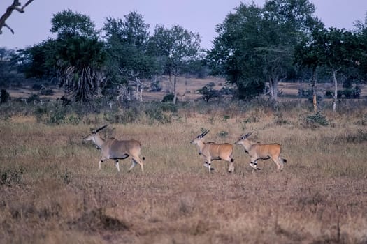 Eland (Taurotragus oryx), Selous Game Reserve, Morogoro, Tanzania, Africa.