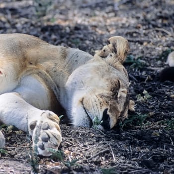 Lion (Panthera leo), Selous Game Reserve, Morogoro, Tanzania, Africa
