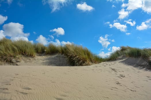 Beach oat in the sandy dunes on the North Sea coast in the Netherlands on Zeeland on the island Schouwen-Duiveland