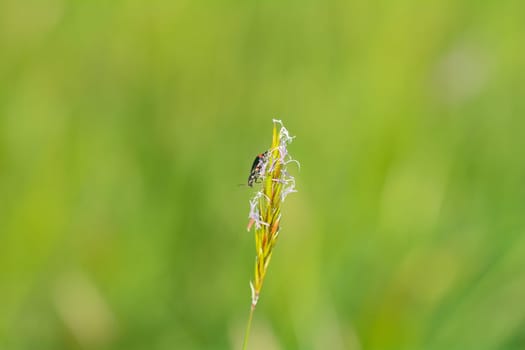 Two-spot wart beetle ( Malachius bipustulatus ) on a plant in green nature