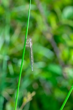 Common feather dragonfly ( Platycnemis pennipes ) female, on a blade of grass