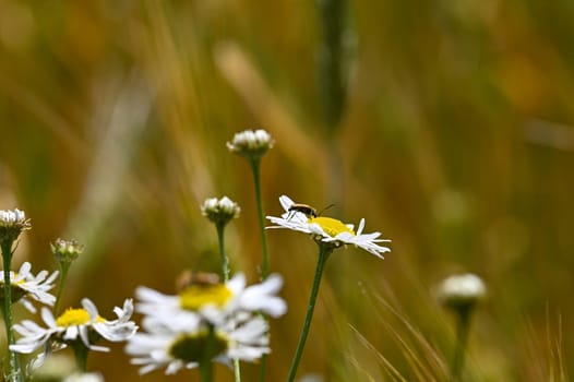 A red-necked beetle (Stictoleptura rubra) with lots of pollen on the body, on a white yellow flower in nature