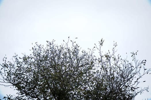 Siluette of a tree on a white background.