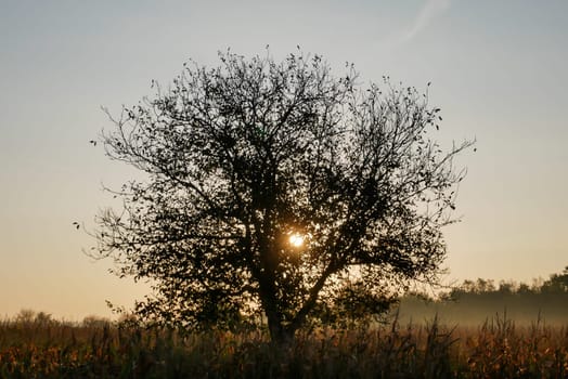 Siluette of a tree on a sunset  background..