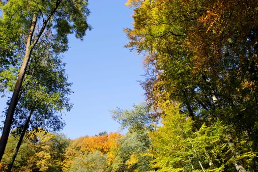 forest trees clearing sky