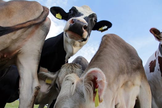 The funny look of a cow. a cow looks curiously into the camera