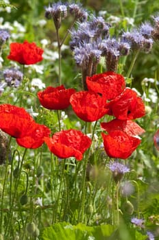 Blumenwiese, Klatschmohn, Wiesenblumen