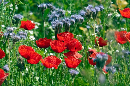 Blumenwiese, Klatschmohn, Wiesenblumen