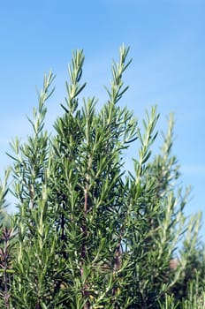 Rosmarin  Rosmarinus Officinalis