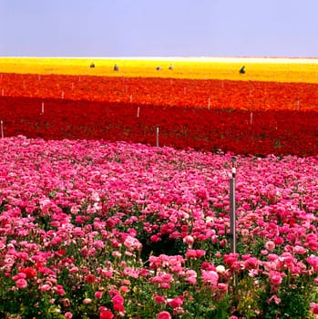 Flower Farm in Carlsbad in California